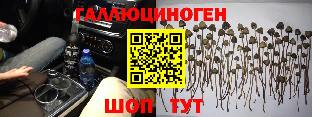 Псилоцибиновые грибы Magic Shrooms  купить   Вход с VPN  Дедовск  Псилоцибиновые грибы Cubensis 